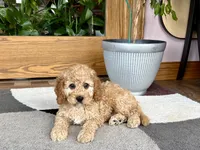 Lonnie, a male Cockapoo for sale in Nappanee, IN – 7 of 7