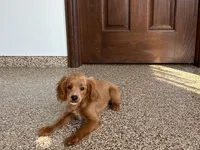Kelly , a female Cavapoo and Cockapoo for sale in Nappanee, IN – 6 of 6