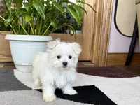 Cody, a male Maltese for sale in Nappanee, IN – 4 of 8