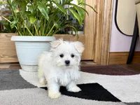 Shellie, a female Maltese for sale in Nappanee, IN – 5 of 9