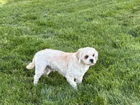 Beau, a male Lhasa Apso for sale in Nappanee, IN – 10 of 10