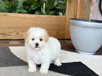 Gigi , a female Maltipoo for sale in Nappanee, IN – 9 of 9