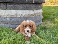 Frank, a male Cockapoo and Cavalier King Charles Spaniel for sale in Nappanee, IN – 3 of 10