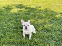 Cole, a male French Bulldog for sale in Nappanee, IN – 8 of 8