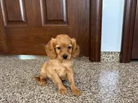 Jade, a female Cavapoo and Cockapoo for sale in Nappanee, IN – 4 of 6