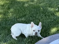 Cole, a male French Bulldog for sale in Nappanee, IN – 3 of 8