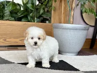 Gigi , a female Maltipoo for sale in Nappanee, IN – 7 of 9
