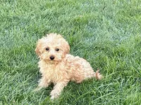 Wesley F1b mini , a male Cavapoo for sale in Nappanee, IN – 4 of 9