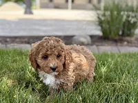 Larry F1b, a male Cockapoo for sale in Nappanee, IN – 5 of 9