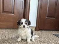 Sam, a male Maltese and Morkie for sale in Nappanee, IN – 2 of 8
