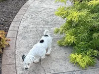 Shellie , a female Coton de Tulear and Havanese for sale in Nappanee, IN – 2 of 7