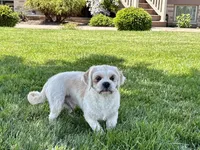 Beau, a male Lhasa Apso for sale in Nappanee, IN – 1 of 10