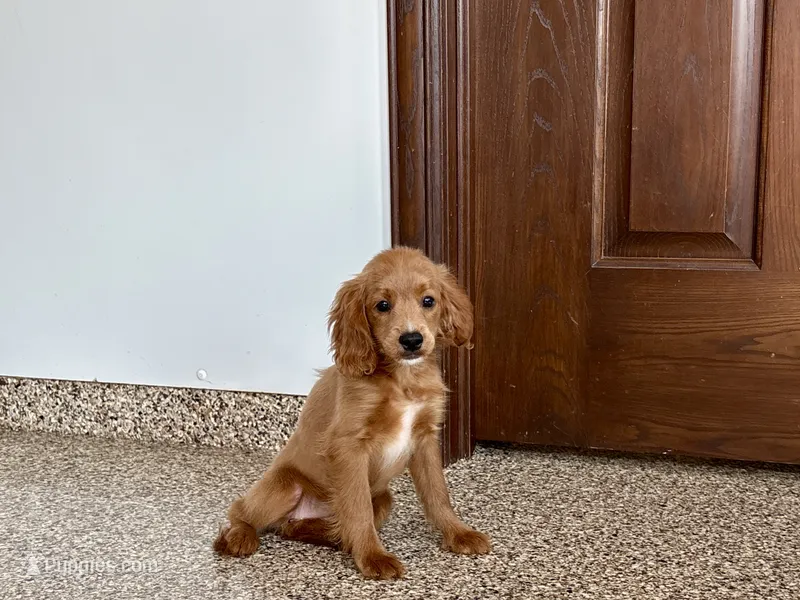 Kelly  – Cavapoo, Cockapoo puppy for sale in Nappanee, IN