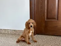 Kelly , a female Cavapoo and Cockapoo for sale in Nappanee, IN – 1 of 6