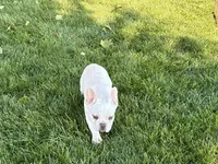Cole, a male French Bulldog for sale in Nappanee, IN – 5 of 8