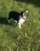 Corgi/Jack Russell , a male Jack Russell Terrier and Pembroke Welsh Corgi for sale in Nappanee, IN – 2 of 6
