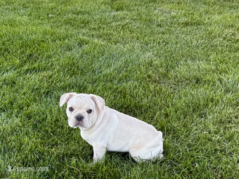 Corey  – French Bulldog puppy for sale in Nappanee, IN