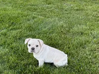Corey , a male French Bulldog for sale in Nappanee, IN – 3 of 10