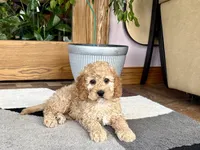 Lonnie, a male Cockapoo for sale in Nappanee, IN – 1 of 7