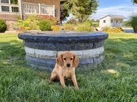 Jade, a female Cavapoo and Cockapoo for sale in Nappanee, IN – 5 of 8