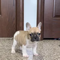 Danny, a male French Bulldog for sale in Nappanee, IN – Photo 9 of 10