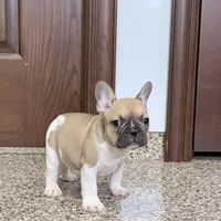 Danny, a male French Bulldog for sale in Nappanee, IN – Photo 2 of 10