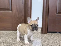 processed/468108b0-b5ce-4c2b-b609-98d2598c0f8a/listing/c56a78be-2d02-4eae-9aa1-93411d00cc9d/345d7e4f-dd4d-4b01-9574-d630820f6b8c