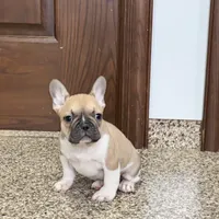 Danny, a male French Bulldog for sale in Nappanee, IN – Photo 8 of 10