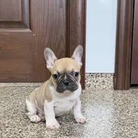 Danny, a male French Bulldog for sale in Nappanee, IN – Photo 6 of 10