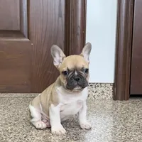 Danny, a male French Bulldog for sale in Nappanee, IN – Photo 10 of 10