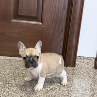 Danny, a male French Bulldog for sale in Nappanee, IN – Photo 7 of 10