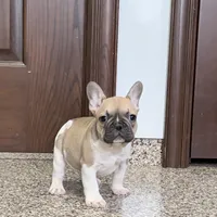 Danny, a male French Bulldog for sale in Nappanee, IN – Photo 5 of 10