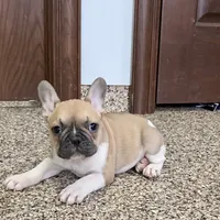 Danny, a male French Bulldog for sale in Nappanee, IN – Photo 3 of 10