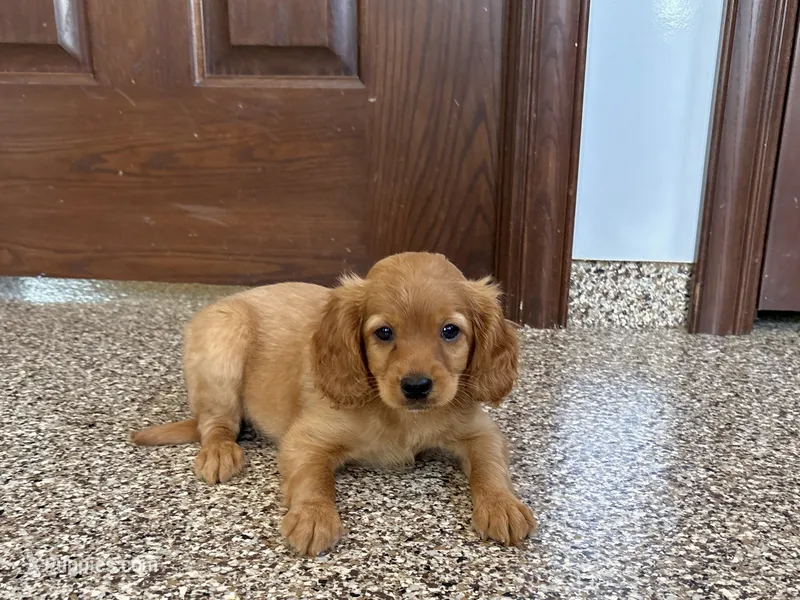 Jade – Cavapoo, Cockapoo puppy for sale in Nappanee, IN