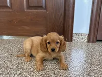Jade, a female Cavapoo and Cockapoo for sale in Nappanee, IN – 1 of 6