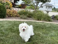Layla, a female Maltese and Poodle - Toy  for sale in Nappanee, IN – 7 of 9
