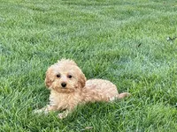 Wesley F1b mini , a male Cavapoo for sale in Nappanee, IN – 2 of 9