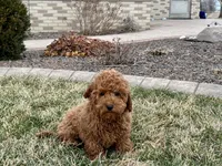 Kyle F1b, a male Cavapoo for sale in Nappanee, IN – Photo 6 of 7