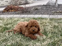 Kyle F1b, a male Cavapoo for sale in Nappanee, IN – Photo 2 of 7