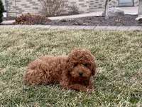 Kyle F1b, a male Cavapoo for sale in Nappanee, IN – Photo 1 of 7