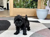 Sherry, a female Havapoo for sale in Nappanee, IN – 4 of 8