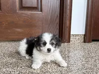 Sam, a male Maltese and Morkie for sale in Nappanee, IN – 3 of 8