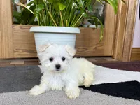 Cody, a male Maltese for sale in Nappanee, IN – 6 of 8