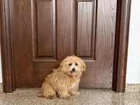Marshmallow, a male Maltipoo for sale in Nappanee, IN – 7 of 7