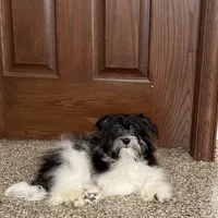 Jared, a male Havanese for sale in Nappanee, IN – Photo 7 of 9
