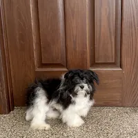 Jared, a male Havanese for sale in Nappanee, IN – Photo 2 of 9