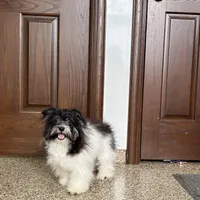 Jared, a male Havanese for sale in Nappanee, IN – Photo 5 of 9