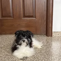 Jared, a male Havanese for sale in Nappanee, IN – Photo 4 of 9