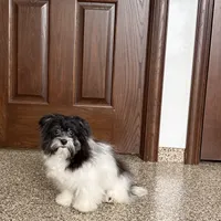 Jared, a male Havanese for sale in Nappanee, IN – Photo 9 of 9