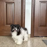 Jared, a male Havanese for sale in Nappanee, IN – Photo 8 of 9